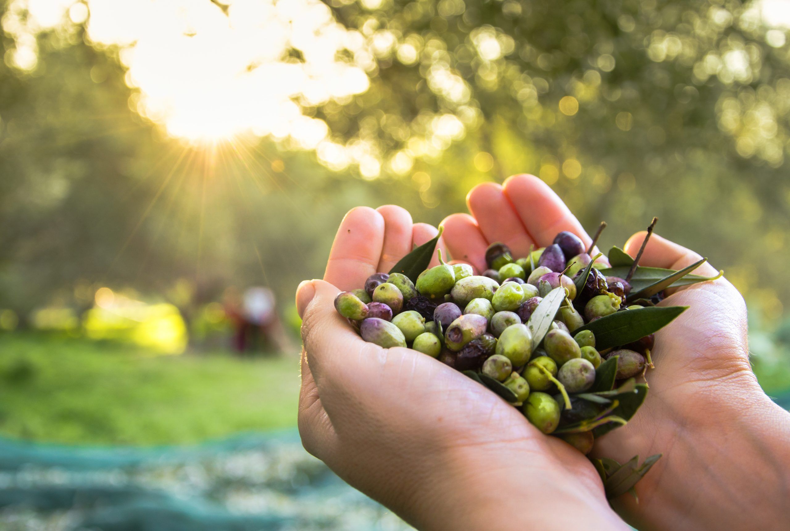 Olive Oil and Digestion The 100 Year Lifestyle