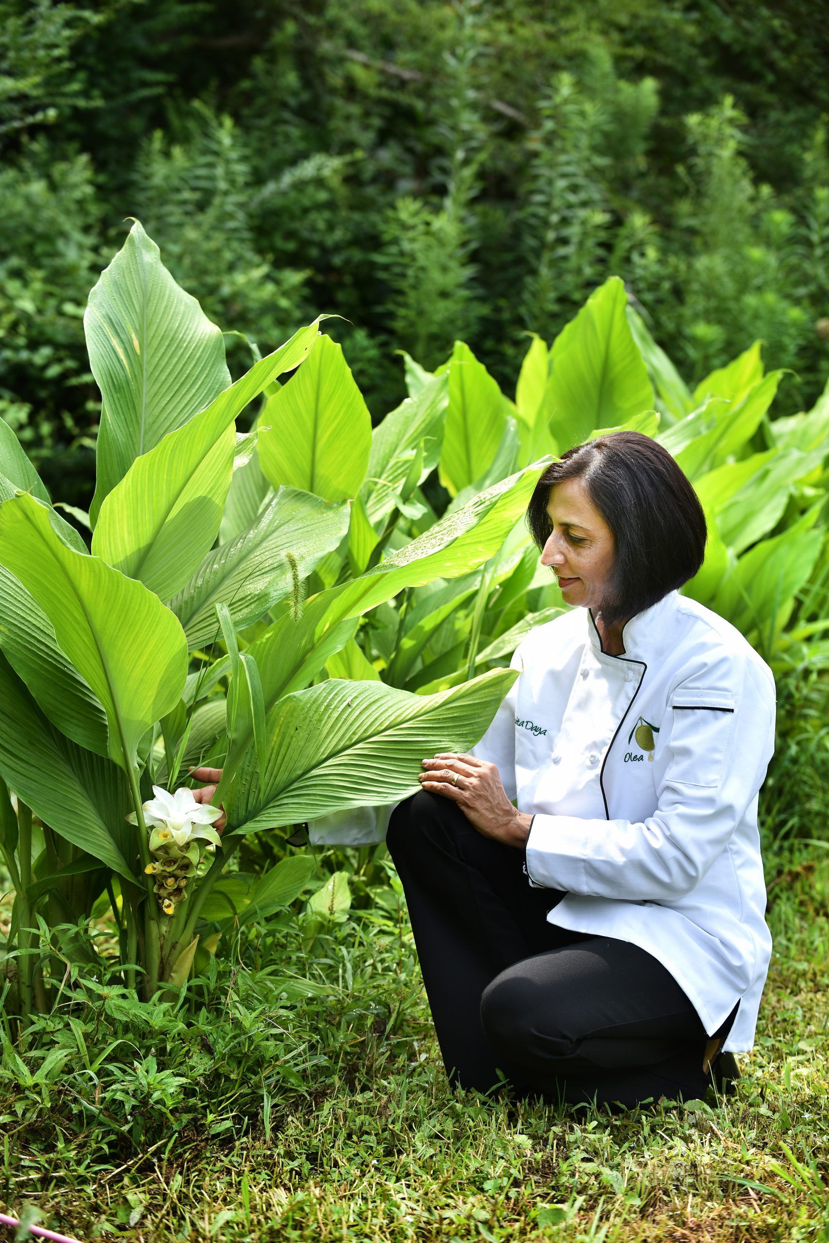 Turmeric At Its Roots Ode to Olena The 100 Year Lifestyle