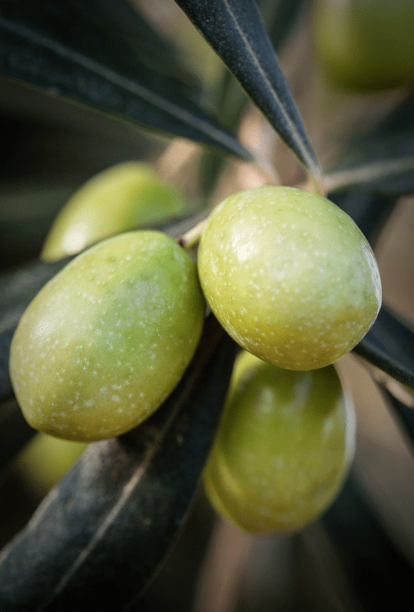 The 100 year lifestyle Olives on a branch