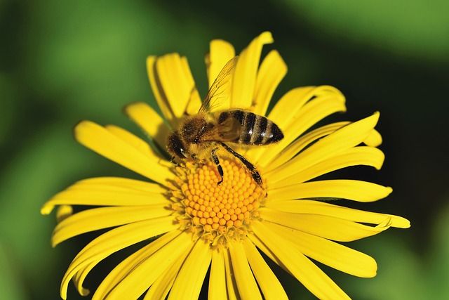 bee on flower 100 year lifestyle longevity centenarian environment protection animals