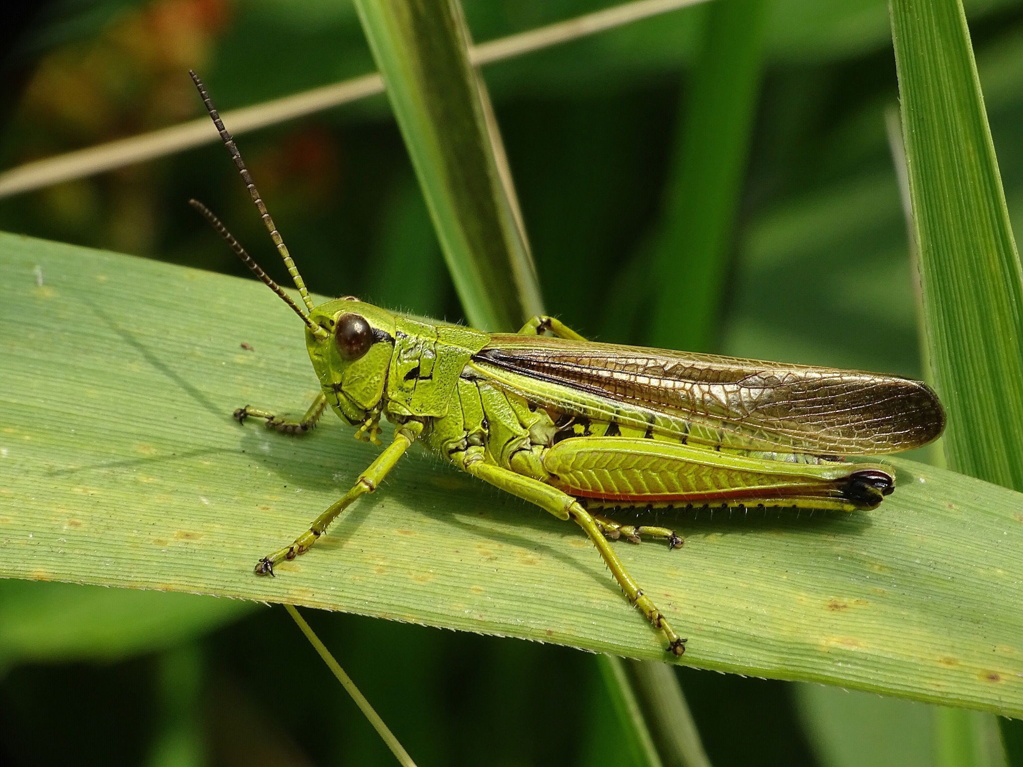 Follow That Grasshopper - The 100 Year Lifestyle